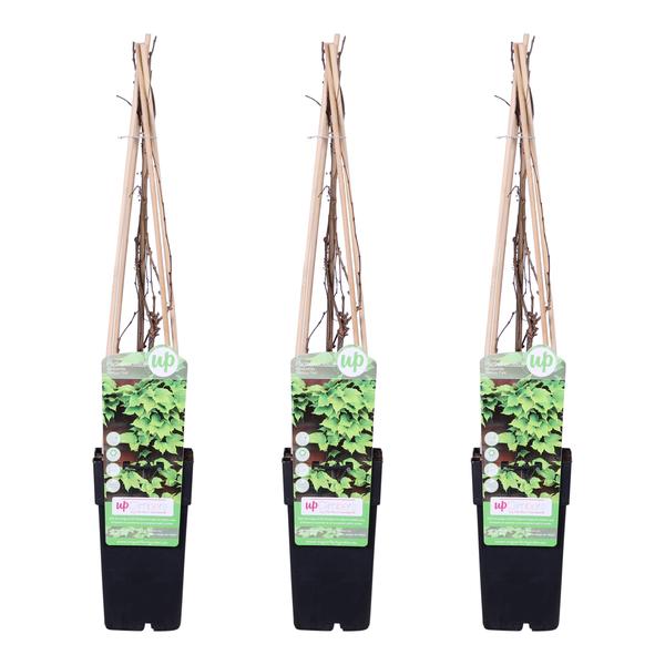 3x - Parthenocissus tricuspidata &