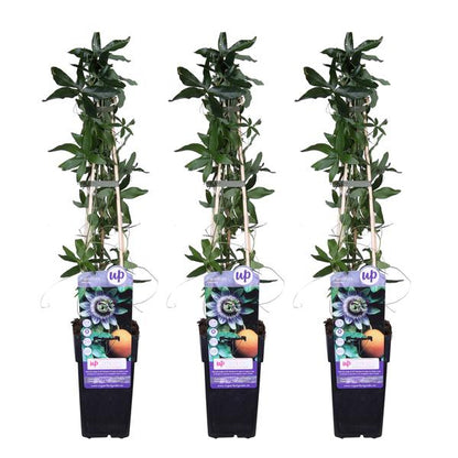3x - Passiflora caerulea - ↨65cm - Ø15 - Bloomado