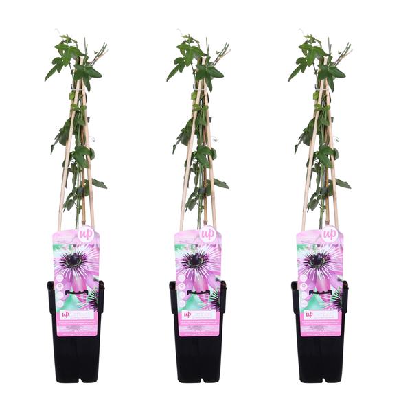 3x - Passiflora &
