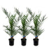 3x Phoenix Canariensis - 80 cm - Ø15 - Bloomado