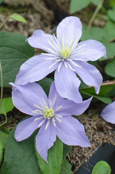 4x - Clematis Justa - ↨65cm - Ø15 - Bloomado