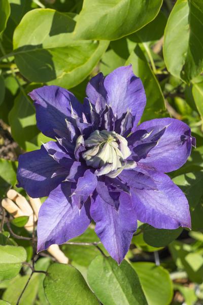 4x - Clematis Multi Blue - ↨65cm - Ø15 - Bloomado