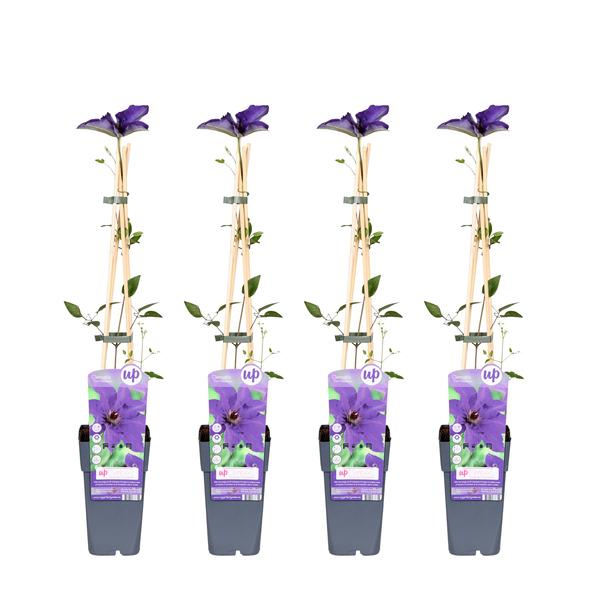 4x - Clematis The President - ↨65cm - Ø15 - Bloomado