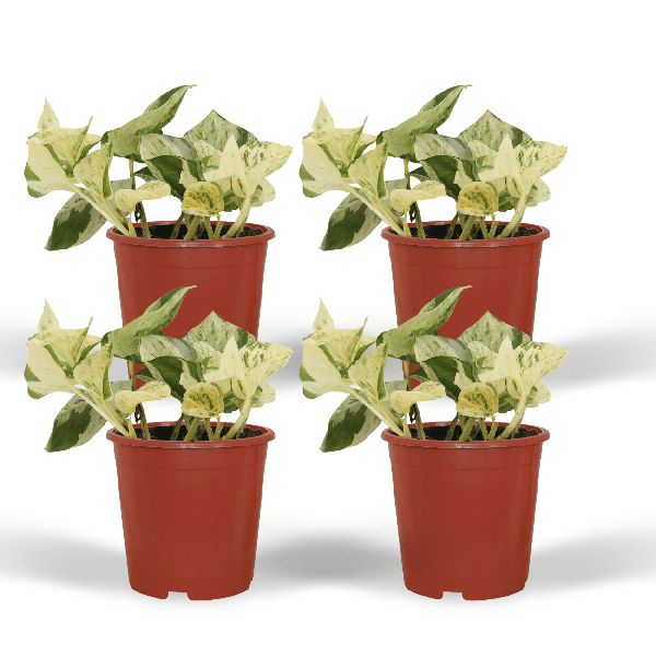4x Epipremnum Happy Leaf - Scindapsus - 15cm - ø12 - Bloomado
