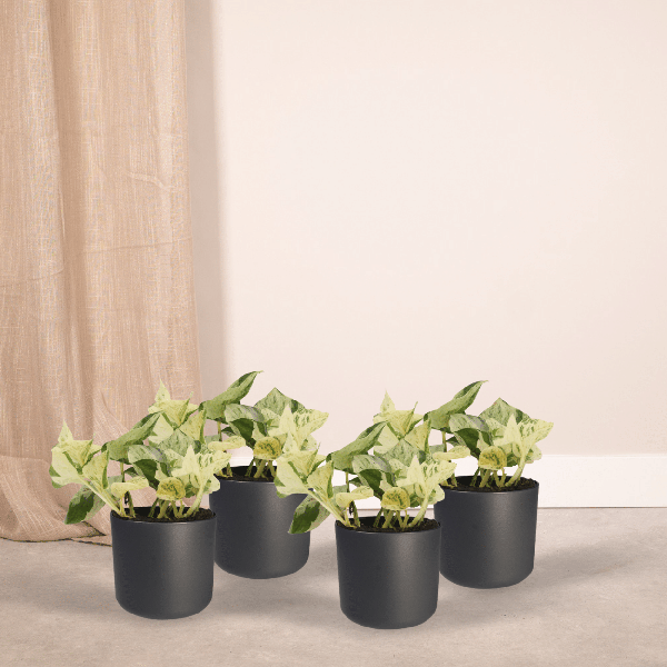 4x Epipremnum Happy Leaf - Scindapsus - 15cm - ø12 - Bloomado