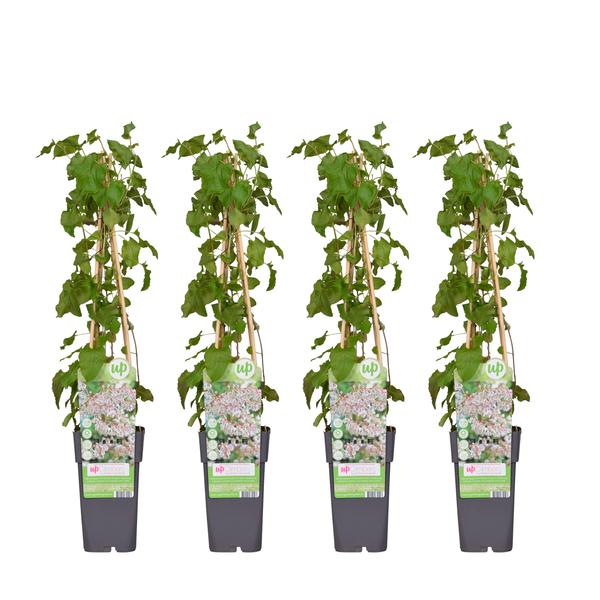 4x - Fallopia baldschuanica - ↨65cm - Ø15 - Bloomado