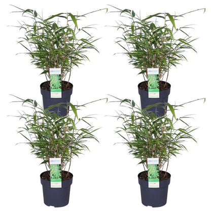 4x Fargesia rufa - ↨40cm - Ø14 - Bloomado