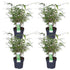 4x Fargesia rufa - ↨40cm - Ø14 - Bloomado