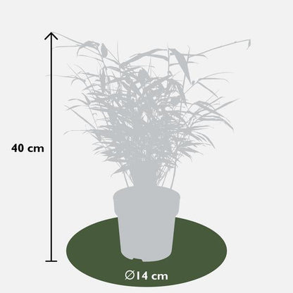 4x Fargesia rufa - ↨40cm - Ø14 - Bloomado