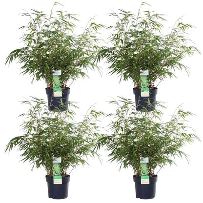 4x Fargesia rufa - ↨60cm - Ø19 - Bloomado