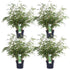 4x Fargesia rufa - ↨60cm - Ø19 - Bloomado