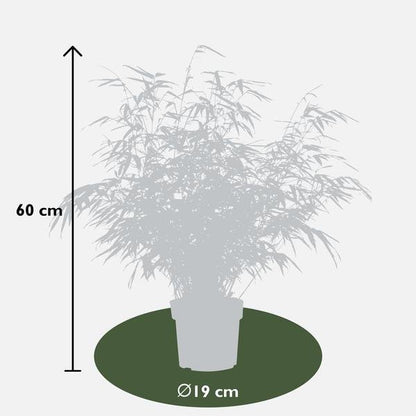 4x Fargesia rufa - ↨60cm - Ø19 - Bloomado