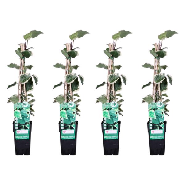 4x - Hedera algeriensis &