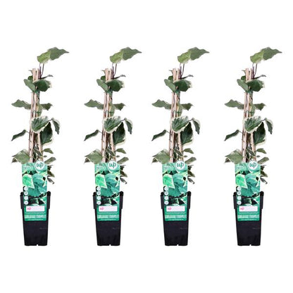 4x - Hedera algeriensis &
