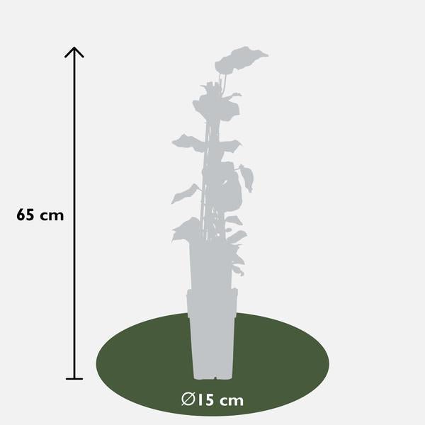 4x - Hedera algeriensis &