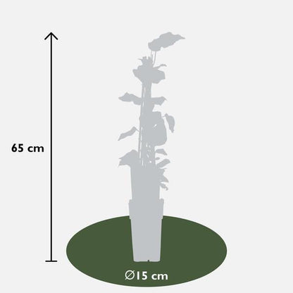 4x - Hedera algeriensis &