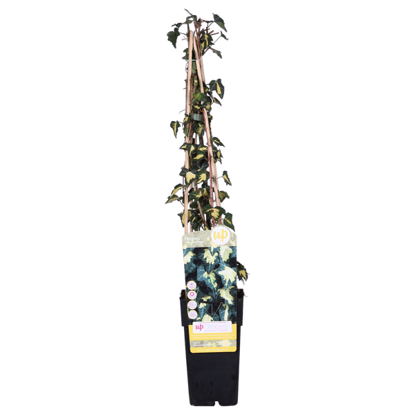 4x - Hedera helix &