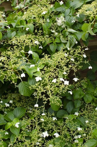 4x - Hydrangea petiolaris - ↨65cm - Ø15 - Bloomado