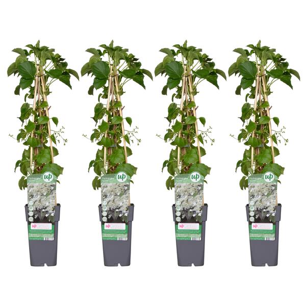 4x - Hydrangea petiolaris - ↨65cm - Ø15 - Bloomado