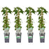 4x - Hydrangea petiolaris - ↨65cm - Ø15 - Bloomado