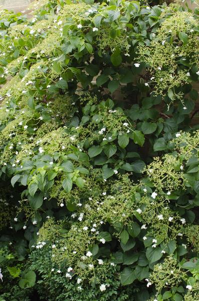 4x - Hydrangea petiolaris - ↨65cm - Ø15 - Bloomado