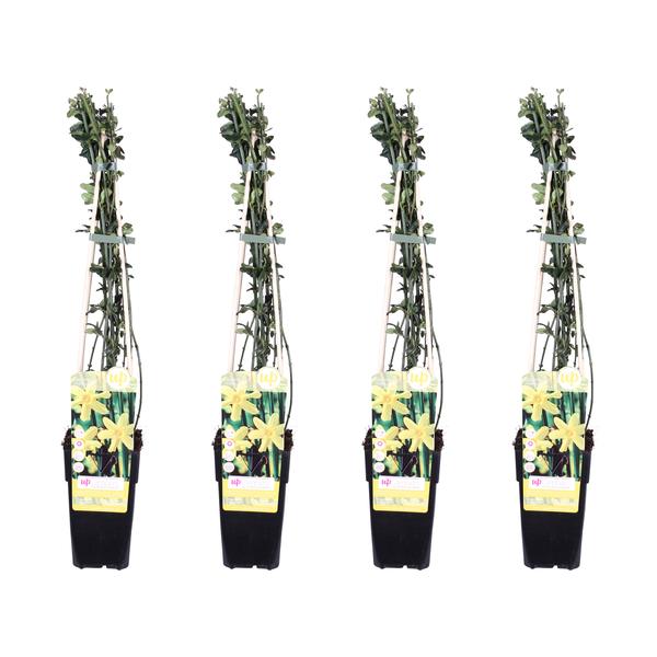 4x - Jasminum nudiflorum - ↨65cm - Ø15 - Bloomado