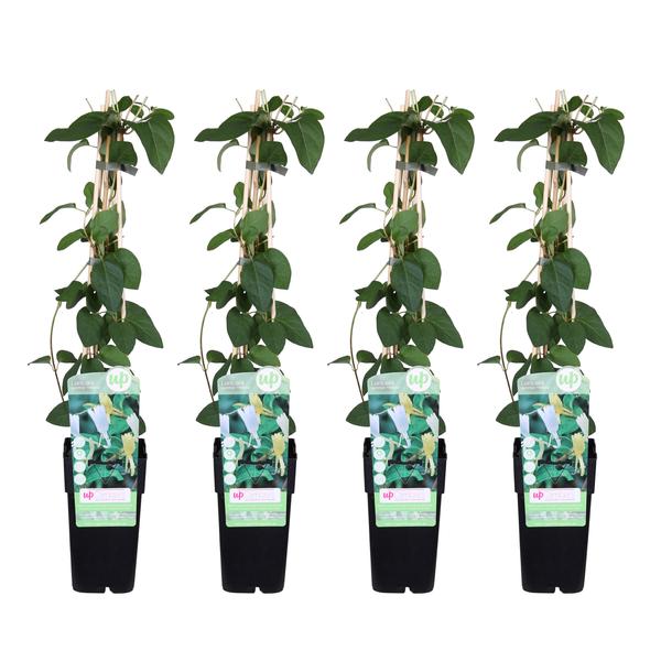 4x - Lonicera japonica &
