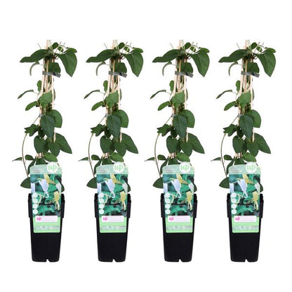 4x - Lonicera japonica &