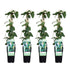 4x - Lonicera japonica &