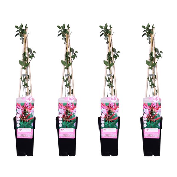 4x - Lonicera periclymenum &