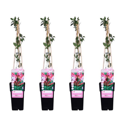 4x - Lonicera periclymenum &