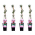 4x - Lonicera periclymenum &