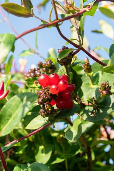 4x - Lonicera periclymenum &