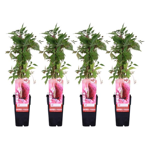 4x - Parthenocissus q. var. &