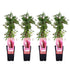 4x - Parthenocissus q. var. &
