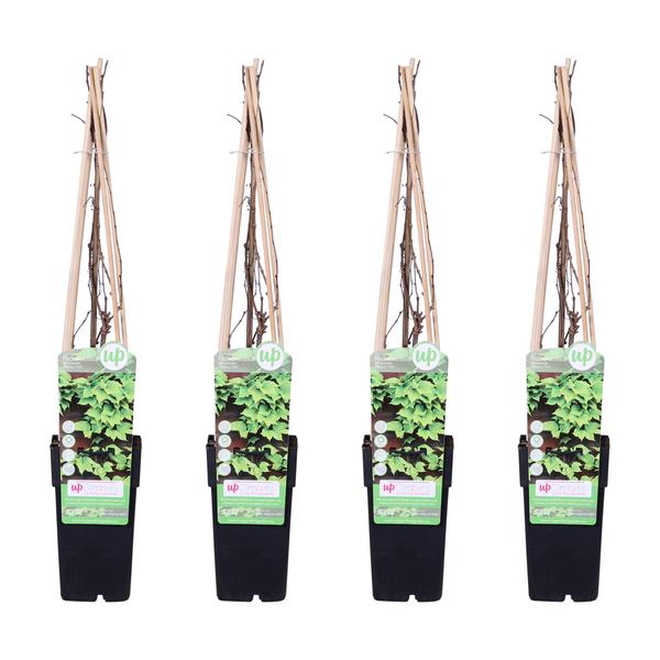 4x - Parthenocissus tricuspidata &