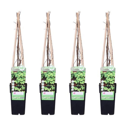4x - Parthenocissus tricuspidata &