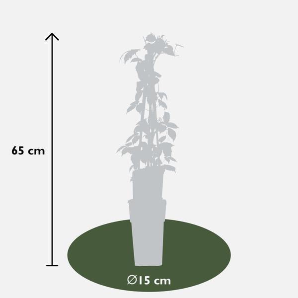 4x - Parthenocissus tricuspidata &