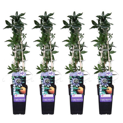 4x - Passiflora caerulea - ↨65cm - Ø15 - Bloomado