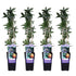 4x - Passiflora caerulea - ↨65cm - Ø15 - Bloomado