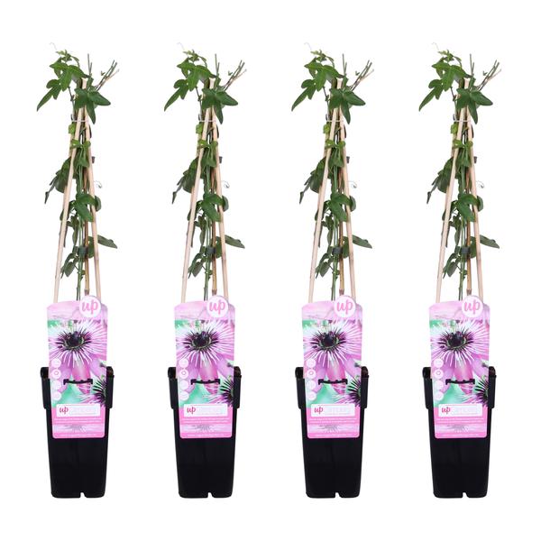 4x - Passiflora &