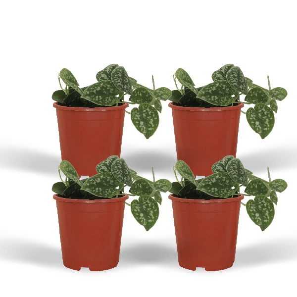 4x Scindapsus Pictus - Epipremnum - 15cm - ø12 - Bloomado