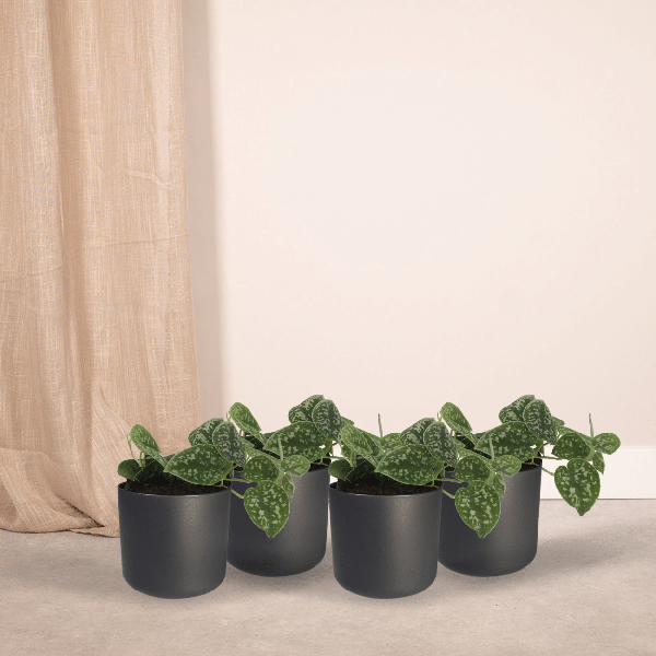 4x Scindapsus Pictus - Epipremnum - 15cm - ø12 - Bloomado