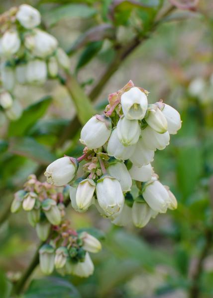 5x - Vaccinium corymbosum &