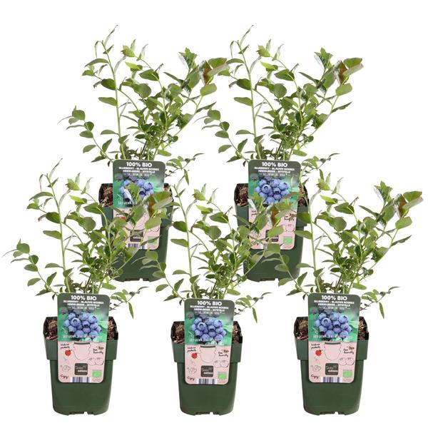5x - Vaccinium corymbosum &