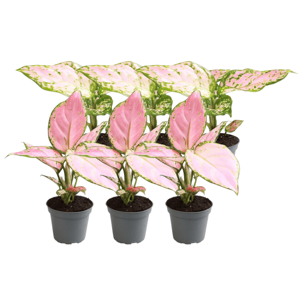 6x Aglaonema Mix - Bloomado