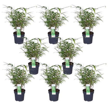 8x Fargesia rufa - ↨40cm - Ø14 - Bloomado