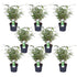 8x Fargesia rufa - ↨40cm - Ø14 - Bloomado