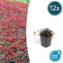 Acaena microphylla &