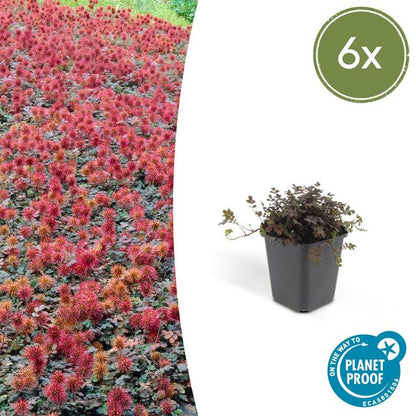 Acaena microphylla &